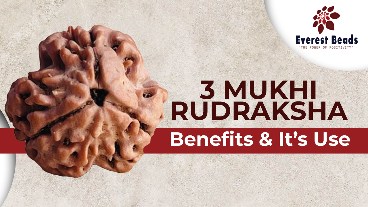 3 Mukhi Rudraksha Benefits and It's uses