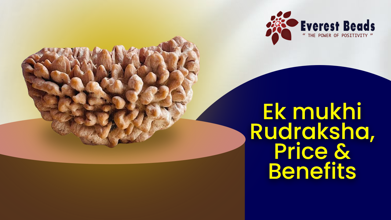 Benefits of One mukhi Rudraksha, Price & Benifits