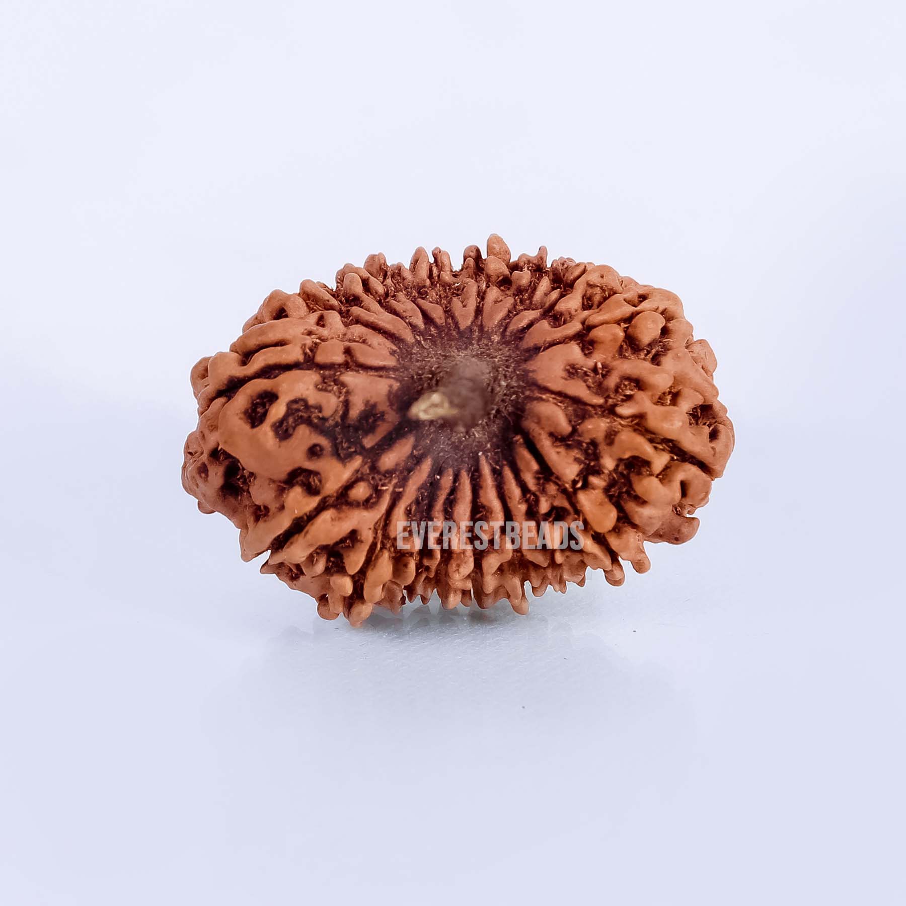 Eighteen Mukhi Rudraksha