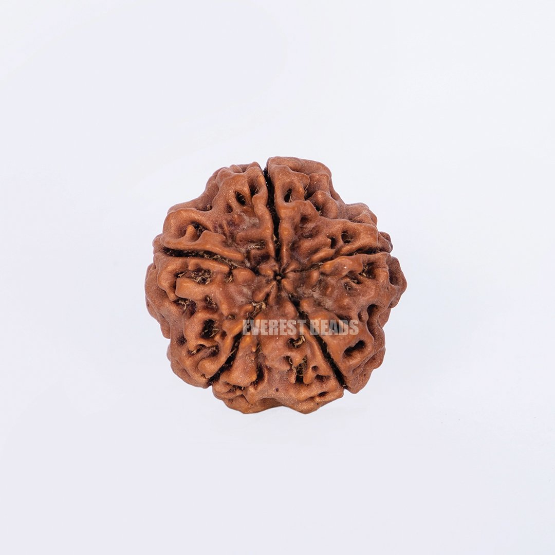 Five Mukhi Rudraksha