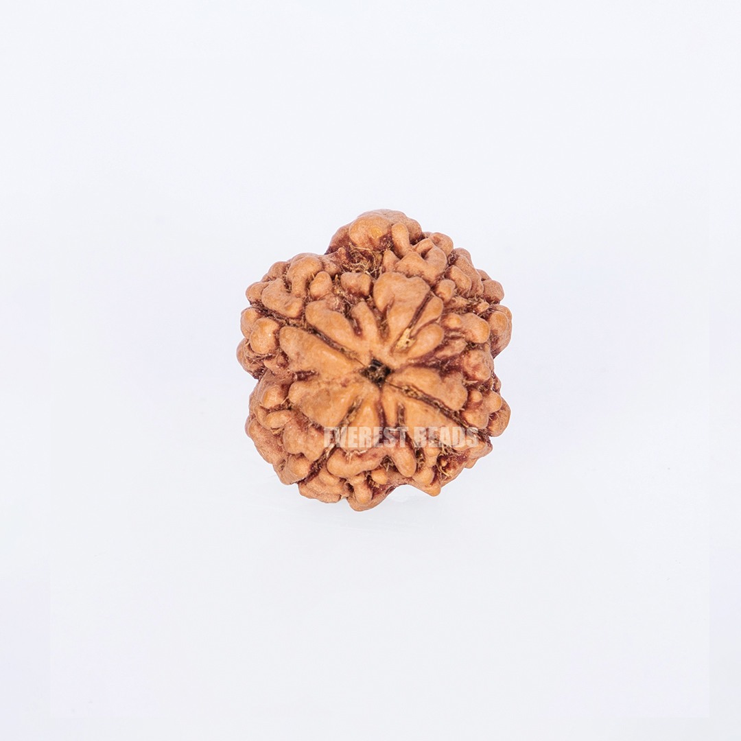 Four Mukhi Rudraksha Everest Beads