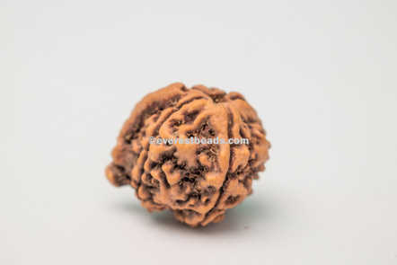 Ganesh Rudraksha
