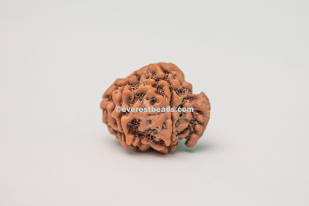 Ganesh Rudraksha Everest Beads