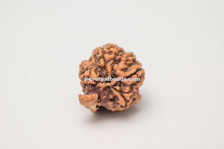 Ganesh Rudraksha