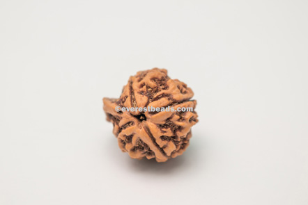 Ganesh Rudraksha Everest Beads