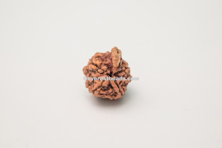 Ganesh Rudraksha