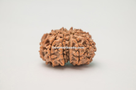 Gauri Shankar Rudraksha