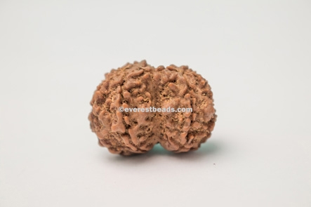 Gauri Shankar Rudraksha