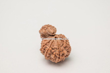 One Mukhi  Sawar Rudraksha Everest Beads