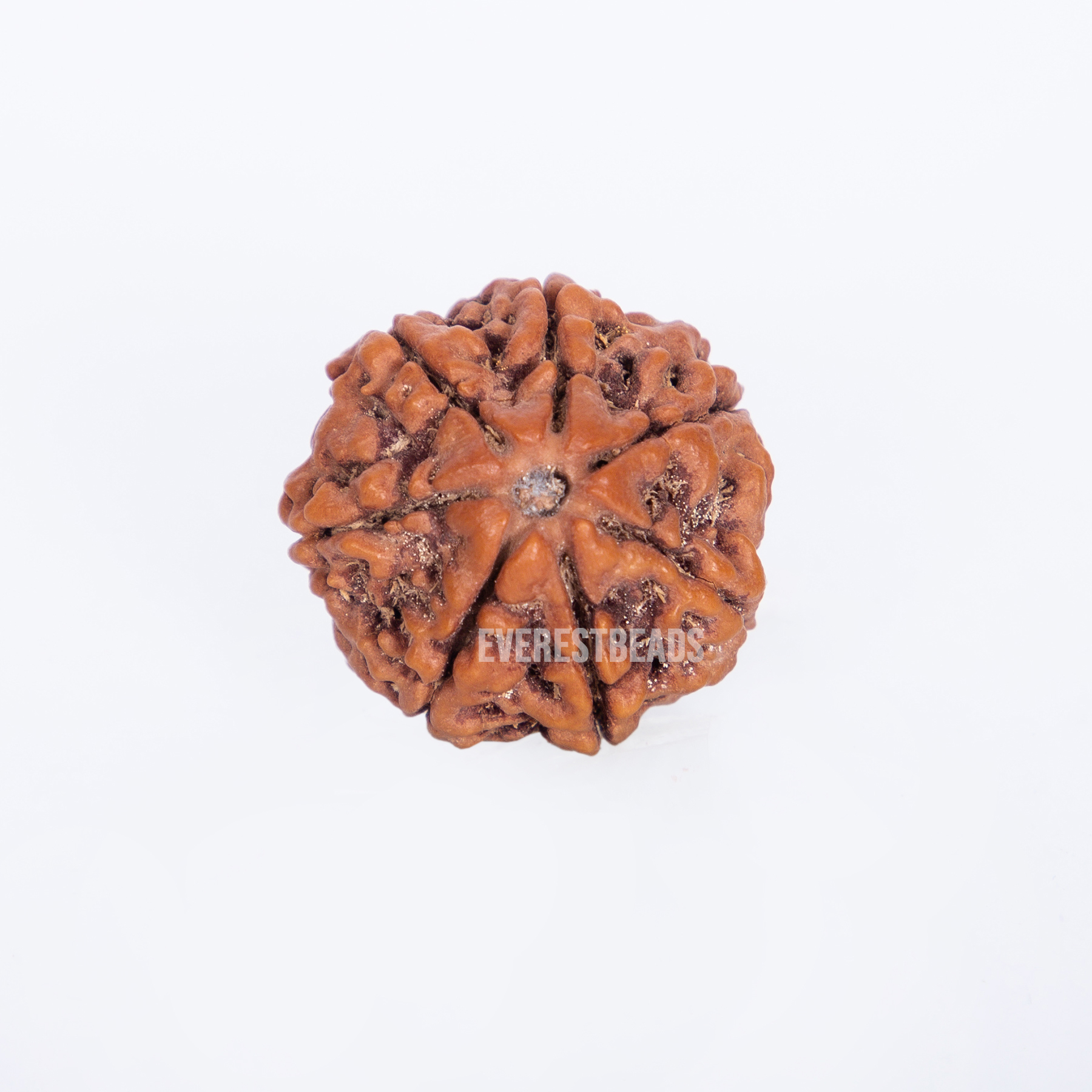 Seven Mukhi Rudraksha