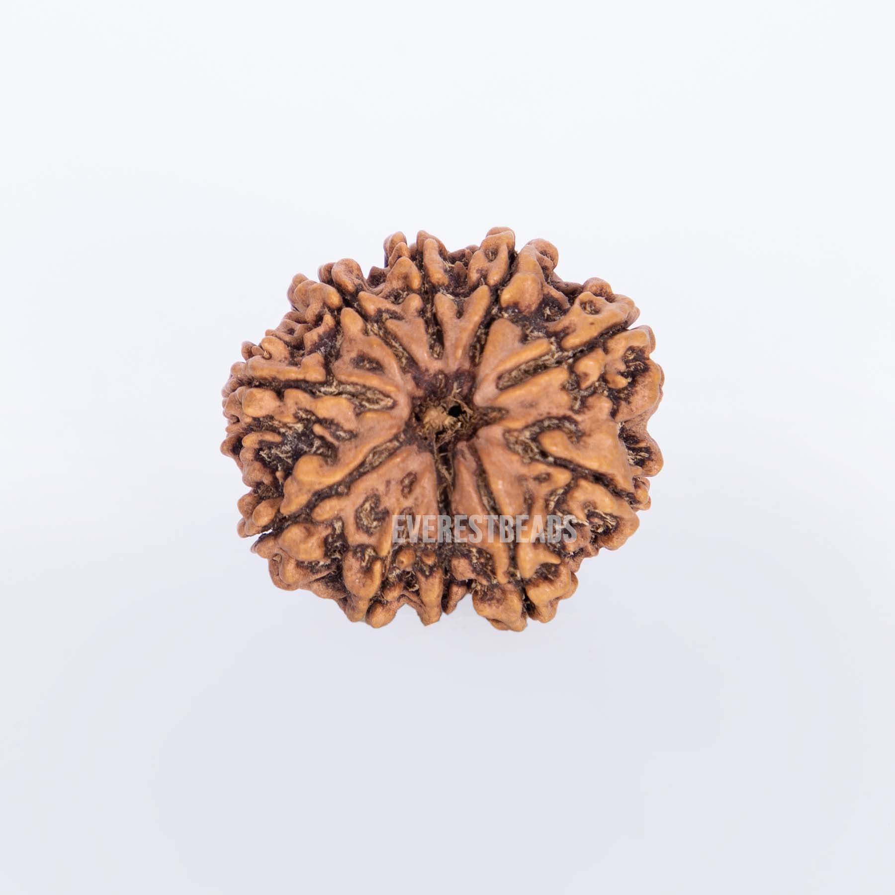Ten Mukhi Rudraksha