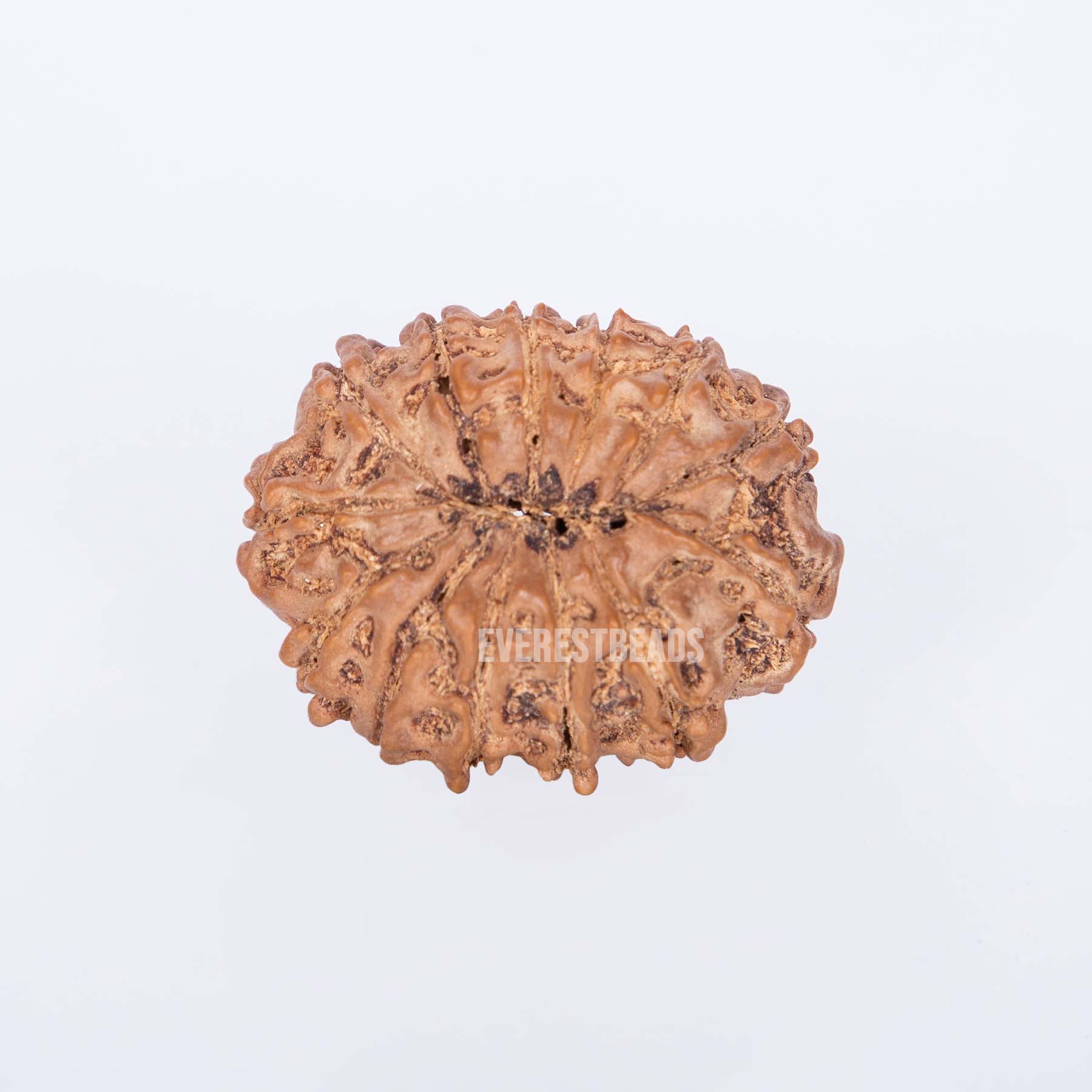 Thirteen Mukhi Rudraksha