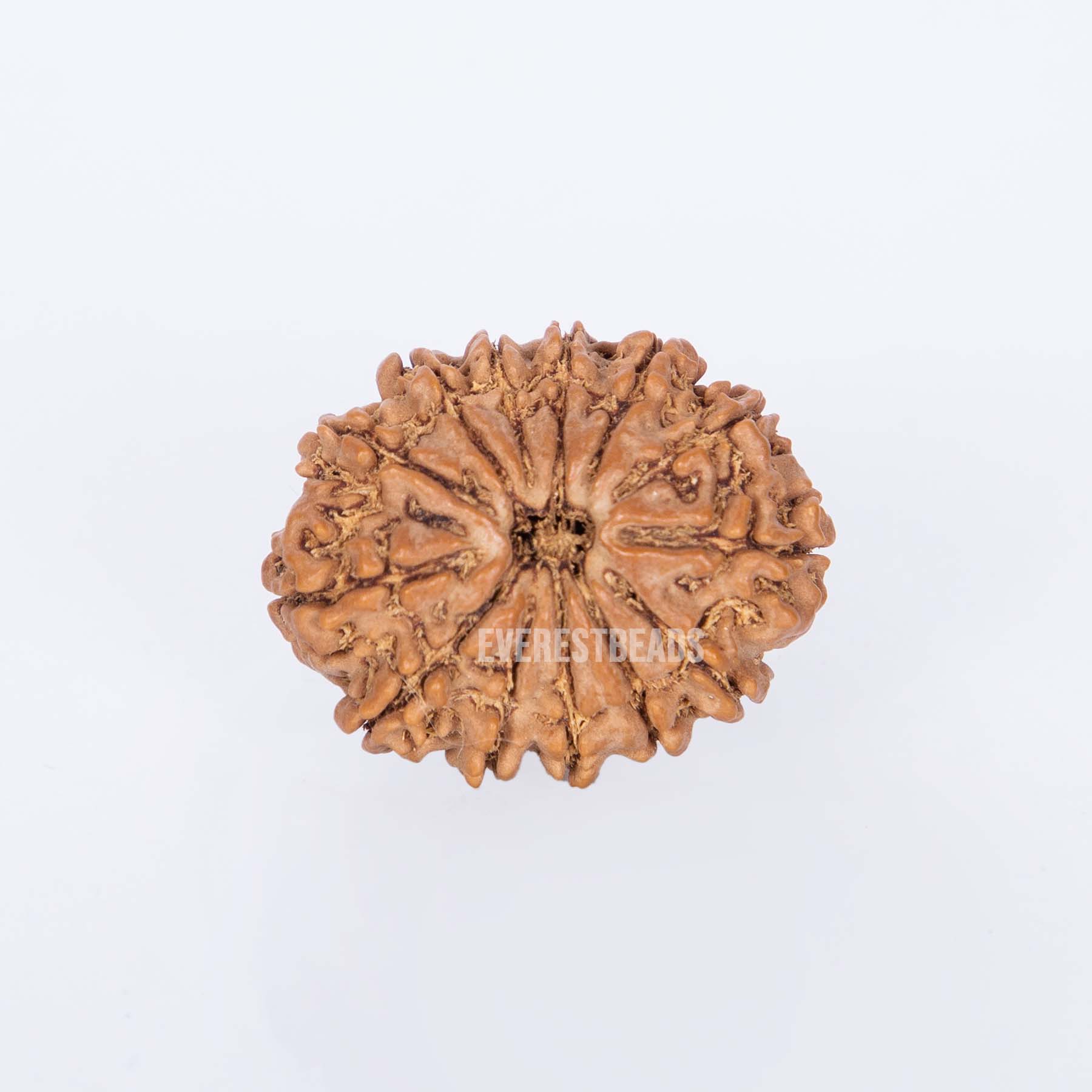 Thirteen Mukhi Rudraksha Everest Beads