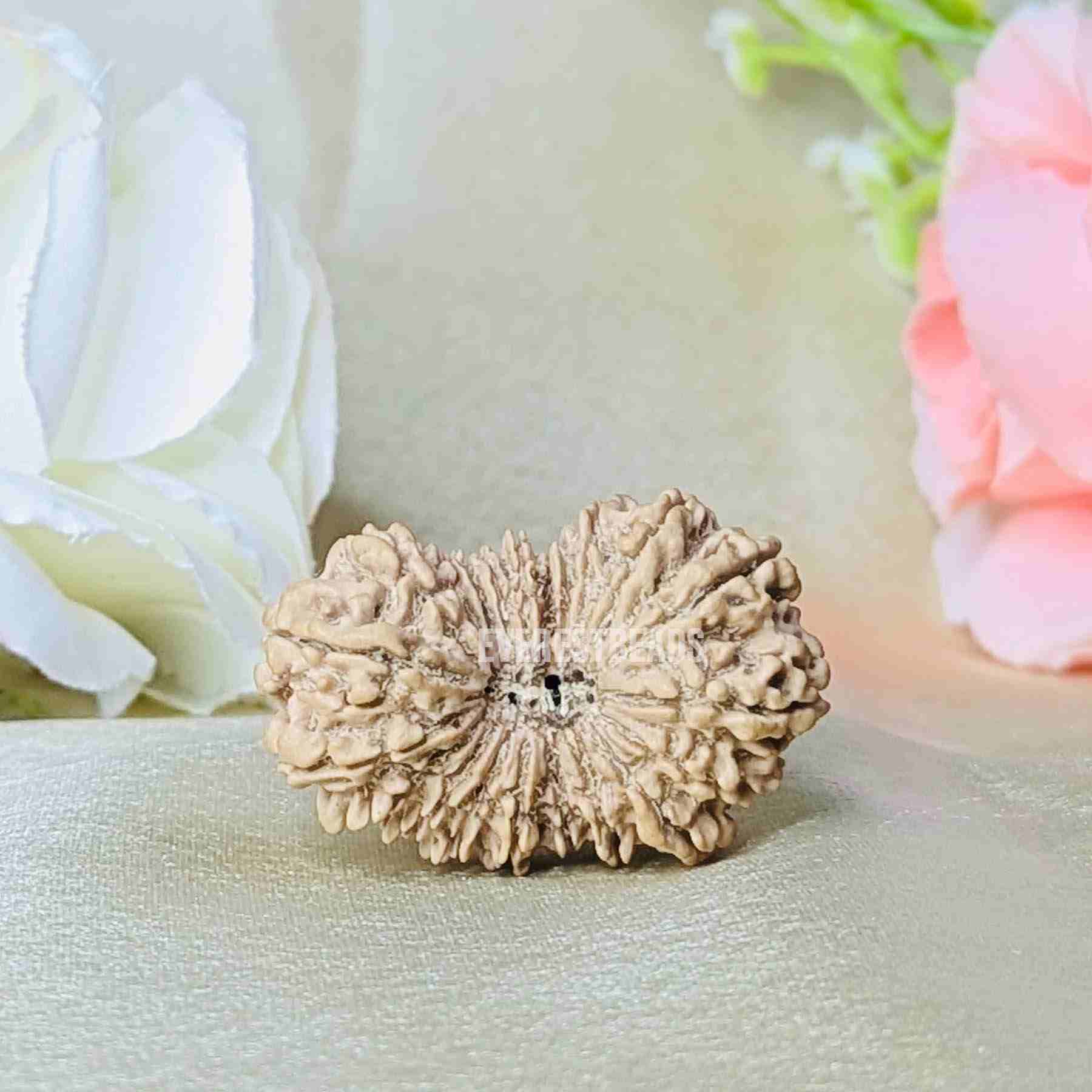 Twenty One Mukhi Rudraksha Everest Beads