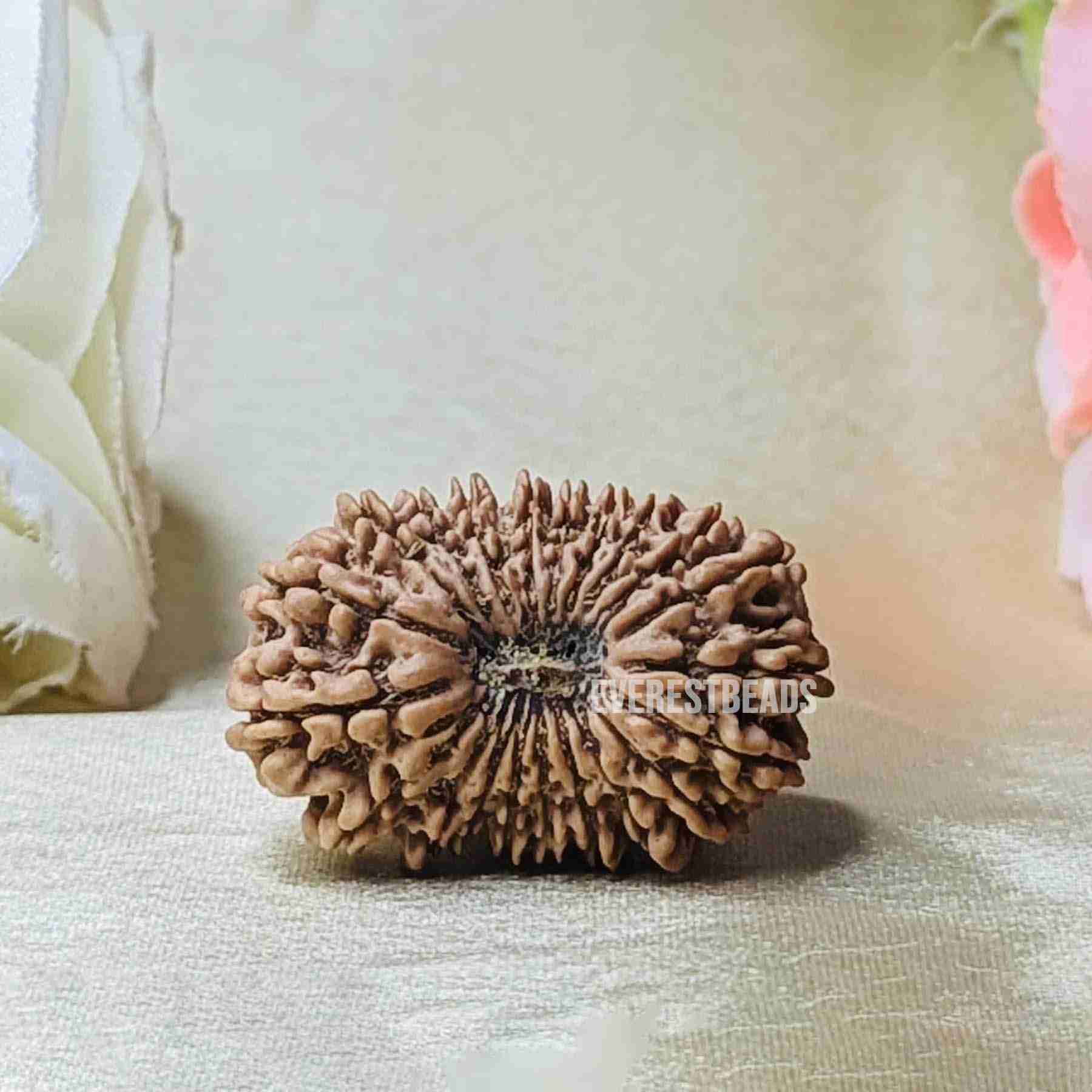 Twenty One Mukhi Rudraksha