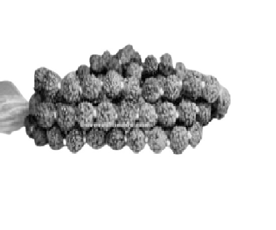 Regular8-10mm
